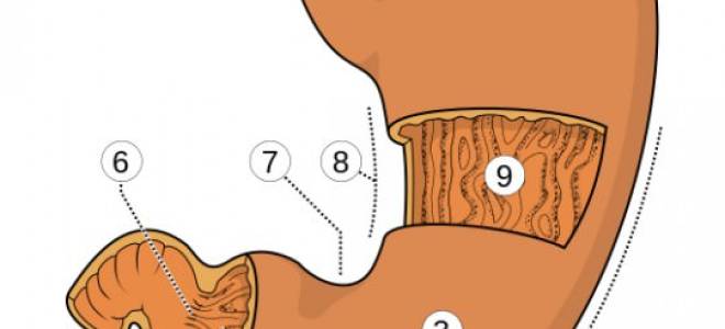 Как курение влияет на желудок и кишечник