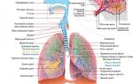 Как влияет табачный дым на органы дыхания