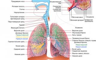 Как никотин влияет на дыхательную систему
