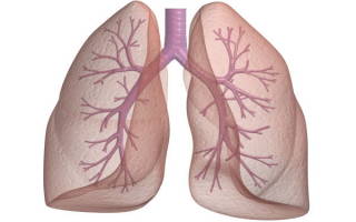 Как восстановить дыхалку после долгого курения